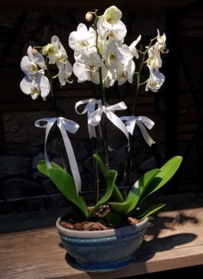 4 dallı orkide aranjmanı